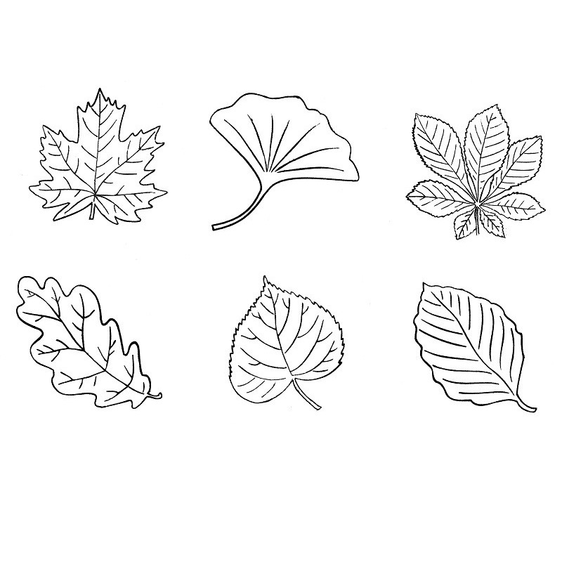 Foglie, set 6 timbri in legno.